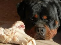 Rottweiler von baboş