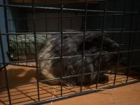 4 adet erkek shelty ırkı ginepig