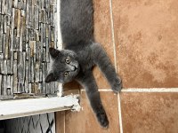 British Shorthair 4 Aylık