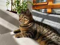 Scottish Straight Golden Tabby