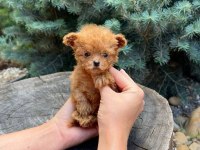 Gerçek Micro Teddy Bear Poodle yavrularımız