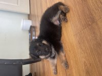 ORJINAL SHOWLINE GERMAN SHEPHERD ALMAN KURDU