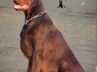A ŞECERELİ DOBERMAN