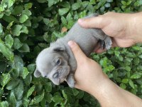 Güncel Kaliteli French Bulldog Yavrular