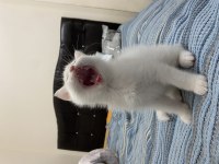 ACİL 8 aylık erkek british shorthair