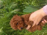 Kalite Ortada 70 Günlük Poodle