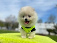SHOW KALİTE TEDDY BOO YAVRULAR POMERANİAN
