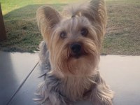 Tuvalet Eğitimli Full Aşılı Köpeğimiz