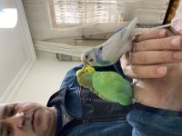 Güzel bir muhabbet kuşu takımı