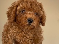 Toy poodle yavru