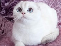 Şampiyon atalardan scottish fold yavrular