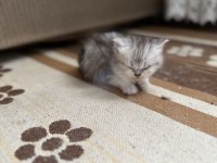 Aciliyetten dolayı ilanda british shorthair