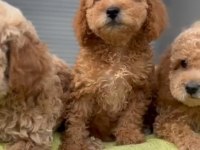 A kalite 1. Sınıf kore toy poodle