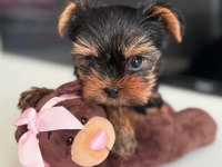 Korean teacup yorkshire terrier bebekler