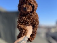 RED BROWN TOY POODLE YAVRULAR