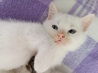 2 aylık pamuk british shorthair