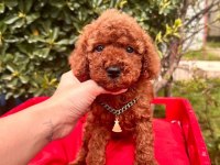 Sevimli Toy Poodle Yavrularımız
