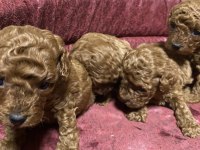 Toy poodle yavrular