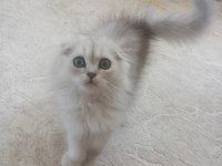 Scottish fold 3 buçuk aylık erkek