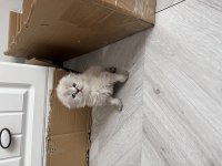 Scottish Fold Lilak Longhair Disi