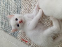 British Shorthair Yavru