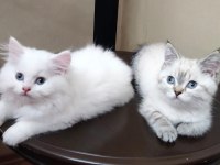 Mavi Gözlü Saf Sevgi Yumakları Kediler