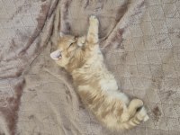 Oyun canlısı kucak delisi british longhair