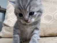 British shorthair anne ve 2 yavru british longhair 3 yavru