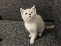 Sevimli cadı kedimiz yeni yuva arıyor