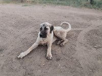 Genç Erkek Kangal