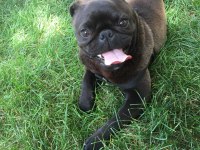 Siyah pug eve arabaya pislemez