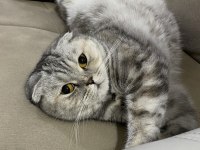 3 Yaşında Scottish Fold Dişi