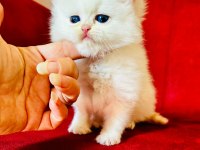 British shorthair ve longhair yavrular