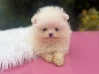 Pomeranian Dişi Yavru