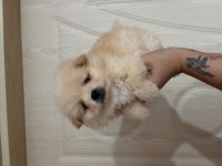 Tatlı Pomeranian Ayıcıklar