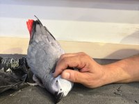 Jako Papağanı Alışkın