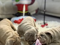 Egzotik ingiliz bulldog yavrularımız en iyisini isteyene