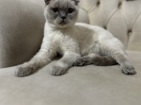 Scottish fold
