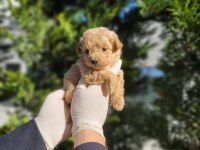 Sevgi Dolu Maltipoo Yavrularımız
