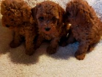 Ankaranın en seçkin redbrown toy poodle yavrularımız