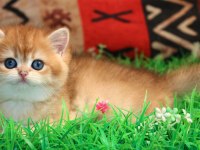 Kraliyet Yavrusu Golden British Shorthair