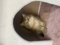 Sevimli oyuncu british longhair ny12