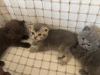 KAHVERENGİ - GRİ BRITISH SHORTHAIR YAVRULAR