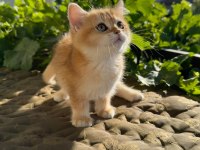 GOLDEN BRİTİSH SHORTHAİR YAVRULAR