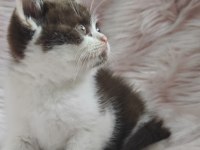 British shorthair chocolatte bicolor dişi