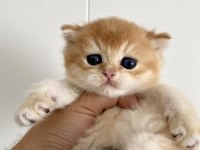 Erkek golden british shorthair yavruları