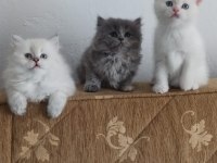 British longhair saf kan yavru