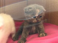 Scottish fold dişi 46 günlük