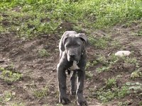 Safkan Cane Corso 4 Aylık Erkek