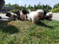 Orjinal safkan amerikan akita yavrularımız